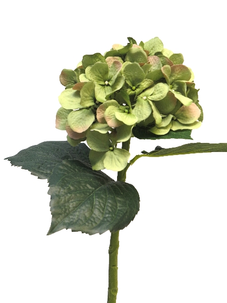 Umelý kvet Hortenzia, zelená